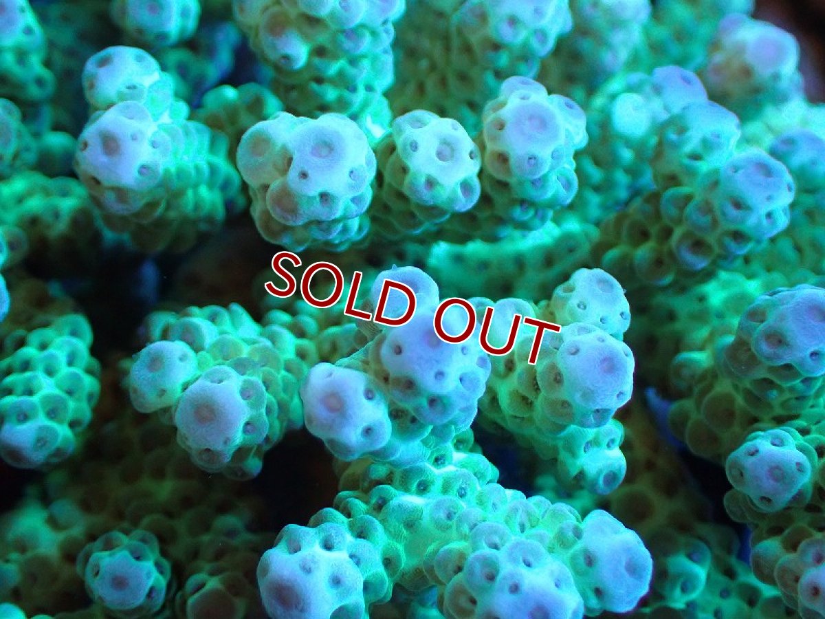 画像2: 【割引き対象外商品】 【サンゴ】【通販】【オーストラリア産】ミドリイシsp. （Sarmentosa) Lサイズ（個体販売）（±19ｘ14cm)No.8（生体）（サンゴ） (2)