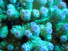 画像2: 【割引き対象外商品】 【サンゴ】【通販】【オーストラリア産】ミドリイシsp. （Sarmentosa) Lサイズ（個体販売）（±19ｘ14cm)No.8（生体）（サンゴ） (2)