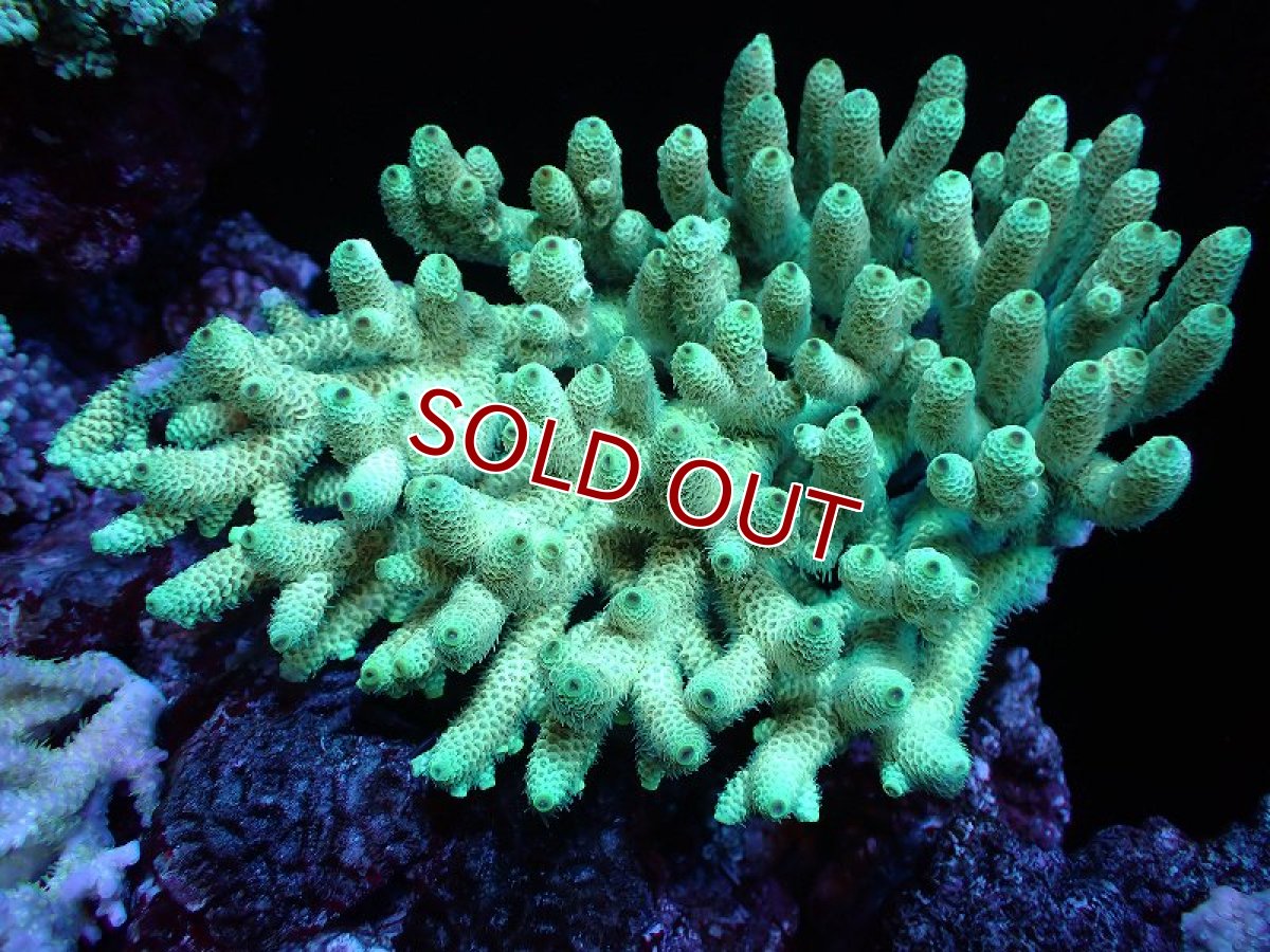 画像1: 【割引き対象外商品】 【サンゴ】【通販】【オーストラリア産】ミドリイシsp. （Spathulata) Lサイズ（個体販売）（±17ｘ15cm)No.9（生体）（サンゴ） (1)