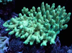 画像1: 【割引き対象外商品】 【サンゴ】【通販】【オーストラリア産】ミドリイシsp. （Spathulata) Lサイズ（個体販売）（±17ｘ15cm)No.9（生体）（サンゴ） (1)