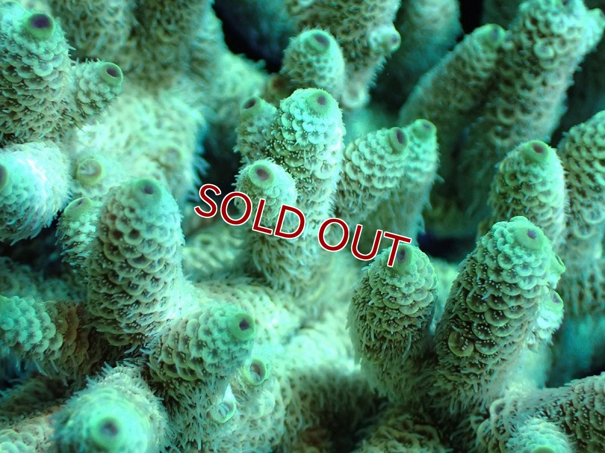 画像2: 【割引き対象外商品】 【サンゴ】【通販】【オーストラリア産】ミドリイシsp. （Spathulata) Lサイズ（個体販売）（±17ｘ15cm)No.9（生体）（サンゴ） (2)