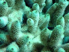 画像2: 【割引き対象外商品】 【サンゴ】【通販】【オーストラリア産】ミドリイシsp. （Spathulata) Lサイズ（個体販売）（±17ｘ15cm)No.9（生体）（サンゴ） (2)