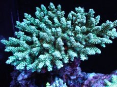 画像1: 【割引き対象外商品】 【サンゴ】【通販】【オーストラリア産】ミドリイシsp. (Ultra Grade) MLサイズ（個体販売）（±16ｘ13cm)No.10（生体）（サンゴ） (1)