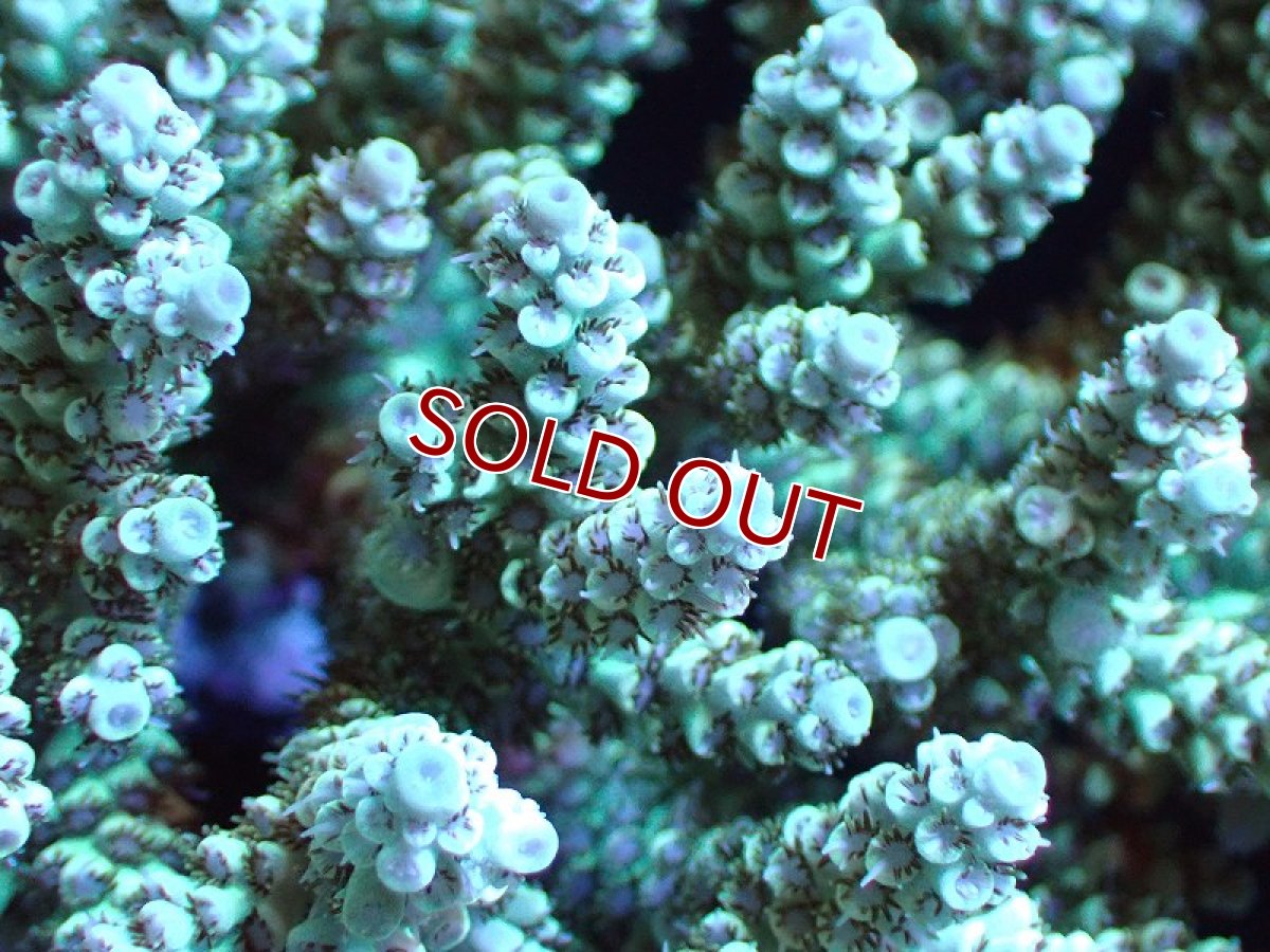 画像2: 【割引き対象外商品】 【サンゴ】【通販】【オーストラリア産】ミドリイシsp. (Ultra Grade) MLサイズ（個体販売）（±16ｘ13cm)No.10（生体）（サンゴ） (2)