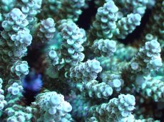 画像2: 【割引き対象外商品】 【サンゴ】【通販】【オーストラリア産】ミドリイシsp. (Ultra Grade) MLサイズ（個体販売）（±16ｘ13cm)No.10（生体）（サンゴ） (2)