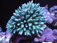 画像1: 【割引き対象外商品】 【サンゴ】【通販】【オーストラリア産】ミドリイシsp. (Tenuis) MLサイズ（個体販売）（±16ｘ16cm)No.11（生体）（サンゴ） (1)