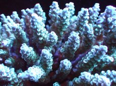 画像2: 【割引き対象外商品】 【サンゴ】【通販】【オーストラリア産】ミドリイシsp. (Tenuis) MLサイズ（個体販売）（±16ｘ16cm)No.11（生体）（サンゴ） (2)