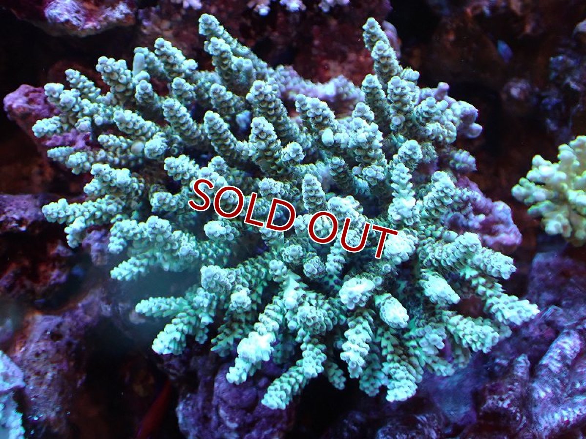 画像1: 【割引き対象外商品】 【サンゴ】【通販】【オーストラリア産】ミドリイシsp. (Ultra Grade) MLサイズ（個体販売）（±16ｘ15cm)No.12（生体）（サンゴ） (1)