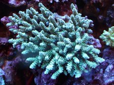 画像1: 【割引き対象外商品】 【サンゴ】【通販】【オーストラリア産】ミドリイシsp. (Ultra Grade) MLサイズ（個体販売）（±16ｘ15cm)No.12（生体）（サンゴ） (1)