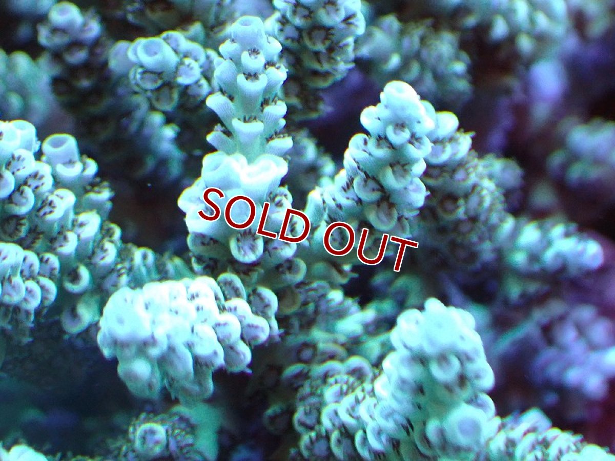 画像2: 【割引き対象外商品】 【サンゴ】【通販】【オーストラリア産】ミドリイシsp. (Ultra Grade) MLサイズ（個体販売）（±16ｘ15cm)No.12（生体）（サンゴ） (2)