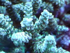 画像2: 【割引き対象外商品】 【サンゴ】【通販】【オーストラリア産】ミドリイシsp. (Ultra Grade) MLサイズ（個体販売）（±16ｘ15cm)No.12（生体）（サンゴ） (2)