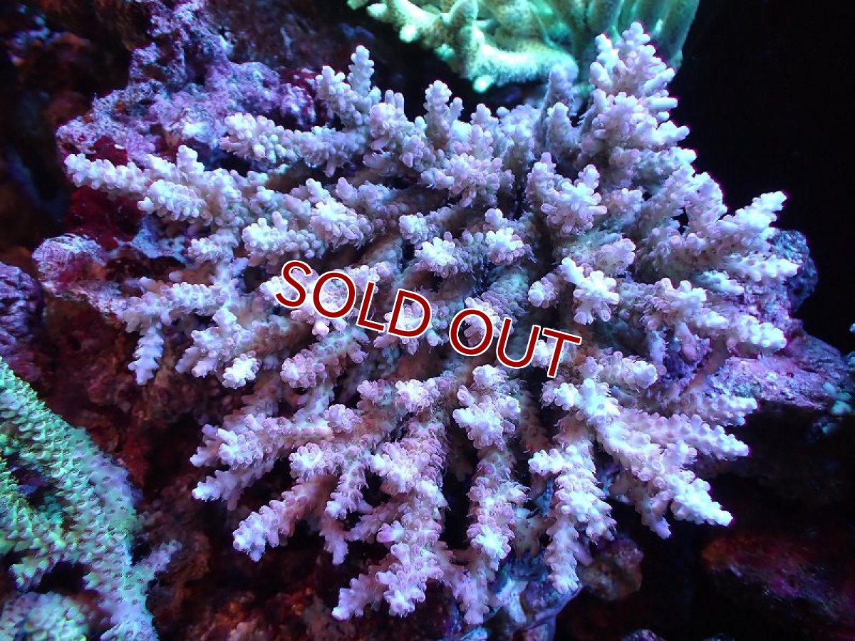 画像1: 【割引き対象外商品】 【サンゴ】【通販】【オーストラリア産】ミドリイシsp. (Ultra Grade) Lサイズ（個体販売）（±17ｘ16cm)No.13（生体）（サンゴ） (1)