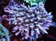 画像1: 【割引き対象外商品】 【サンゴ】【通販】【オーストラリア産】ミドリイシsp. (Ultra Grade) Lサイズ（個体販売）（±17ｘ16cm)No.13（生体）（サンゴ） (1)