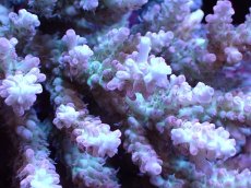 画像2: 【割引き対象外商品】 【サンゴ】【通販】【オーストラリア産】ミドリイシsp. (Ultra Grade) Lサイズ（個体販売）（±17ｘ16cm)No.13（生体）（サンゴ） (2)