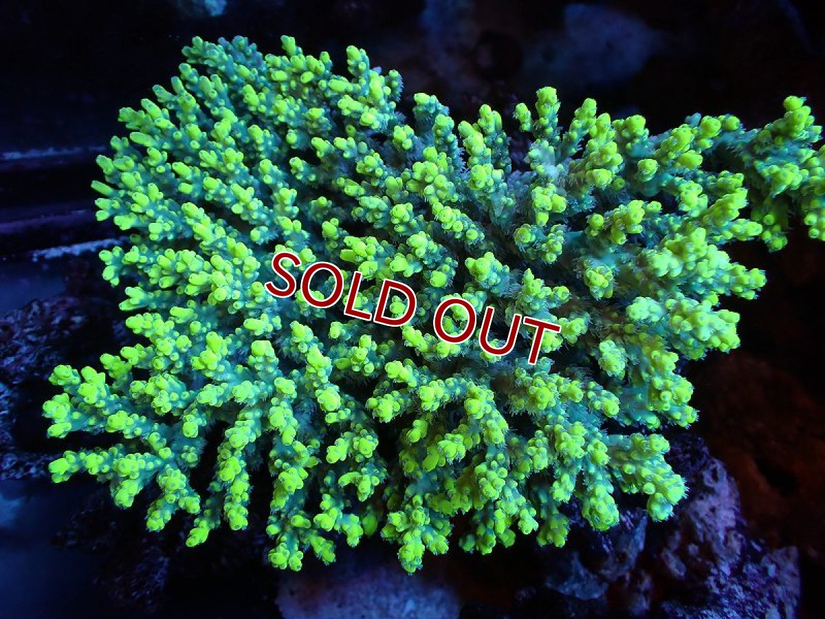 画像1: 【割引き対象外商品】 【サンゴ】【通販】【オーストラリア産】ミドリイシsp. (Aculrus) Lサイズ（個体販売）（±16ｘ13cm)No.14（生体）（サンゴ） (1)