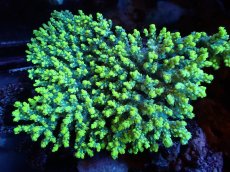 画像1: 【割引き対象外商品】 【サンゴ】【通販】【オーストラリア産】ミドリイシsp. (Aculrus) Lサイズ（個体販売）（±16ｘ13cm)No.14（生体）（サンゴ） (1)