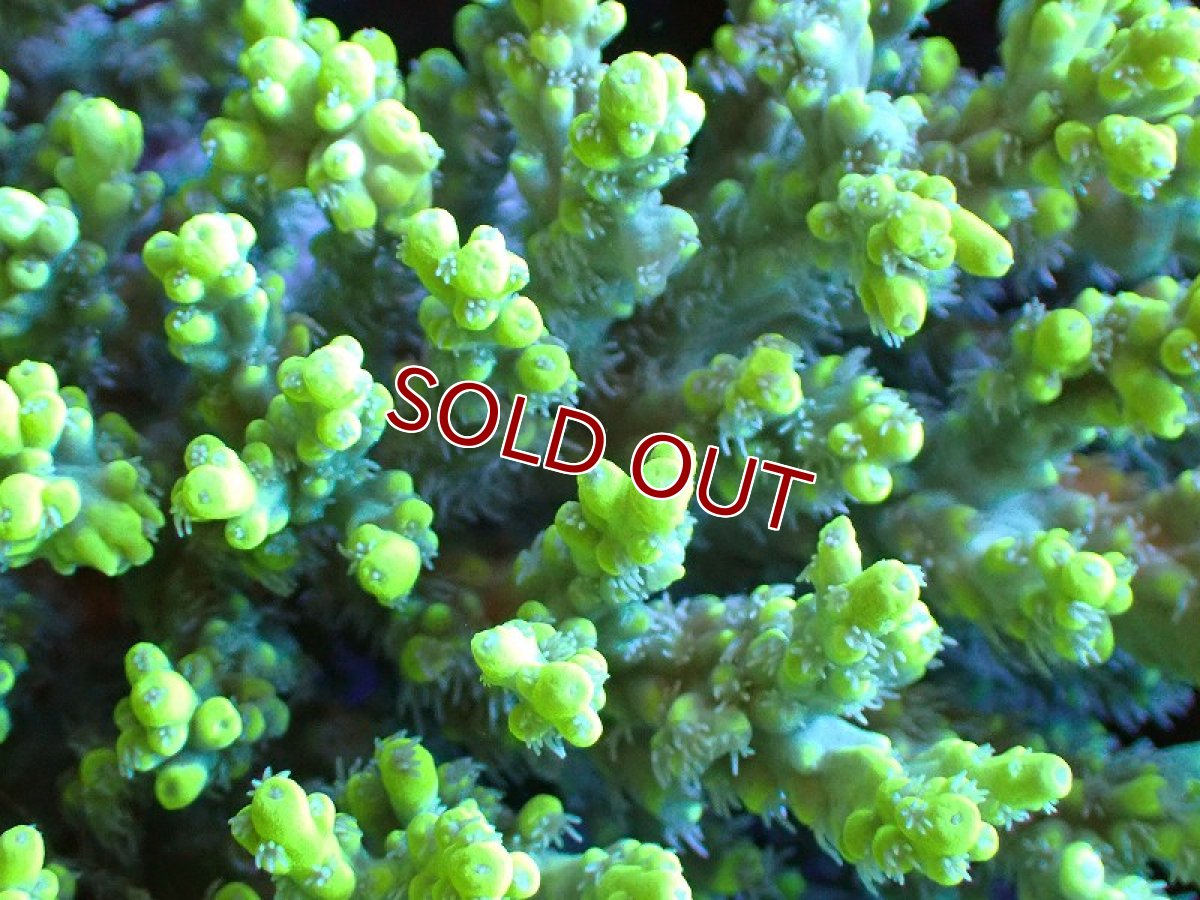 画像2: 【割引き対象外商品】 【サンゴ】【通販】【オーストラリア産】ミドリイシsp. (Aculrus) Lサイズ（個体販売）（±16ｘ13cm)No.14（生体）（サンゴ） (2)