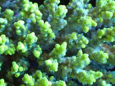 画像2: 【割引き対象外商品】 【サンゴ】【通販】【オーストラリア産】ミドリイシsp. (Aculrus) Lサイズ（個体販売）（±16ｘ13cm)No.14（生体）（サンゴ） (2)