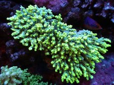 画像1: 【割引き対象外商品】 【サンゴ】【通販】【オーストラリア産】ミドリイシsp. (Aculrus) XLサイズ（個体販売）（±19ｘ14cm)No.15（生体）（サンゴ） (1)