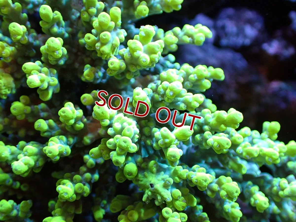 画像2: 【割引き対象外商品】 【サンゴ】【通販】【オーストラリア産】ミドリイシsp. (Aculrus) XLサイズ（個体販売）（±19ｘ14cm)No.15（生体）（サンゴ） (2)