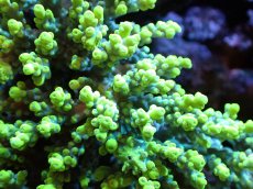 画像2: 【割引き対象外商品】 【サンゴ】【通販】【オーストラリア産】ミドリイシsp. (Aculrus) XLサイズ（個体販売）（±19ｘ14cm)No.15（生体）（サンゴ） (2)