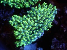 画像1: 【割引き対象外商品】 【サンゴ】【通販】【オーストラリア産】ミドリイシsp. (Aculrus) Lサイズ（個体販売）（±15ｘ10cm)No.16（生体）（サンゴ） (1)