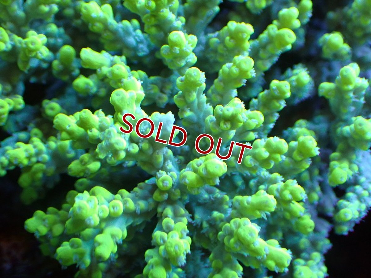 画像2: 【サンゴ】【通販】【オーストラリア産】ミドリイシsp. (Aculrus) Lサイズ（個体販売）（±15ｘ10cm)No.16（生体）（サンゴ） (2)