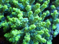 画像2: 【割引き対象外商品】 【サンゴ】【通販】【オーストラリア産】ミドリイシsp. (Aculrus) Lサイズ（個体販売）（±15ｘ10cm)No.16（生体）（サンゴ） (2)