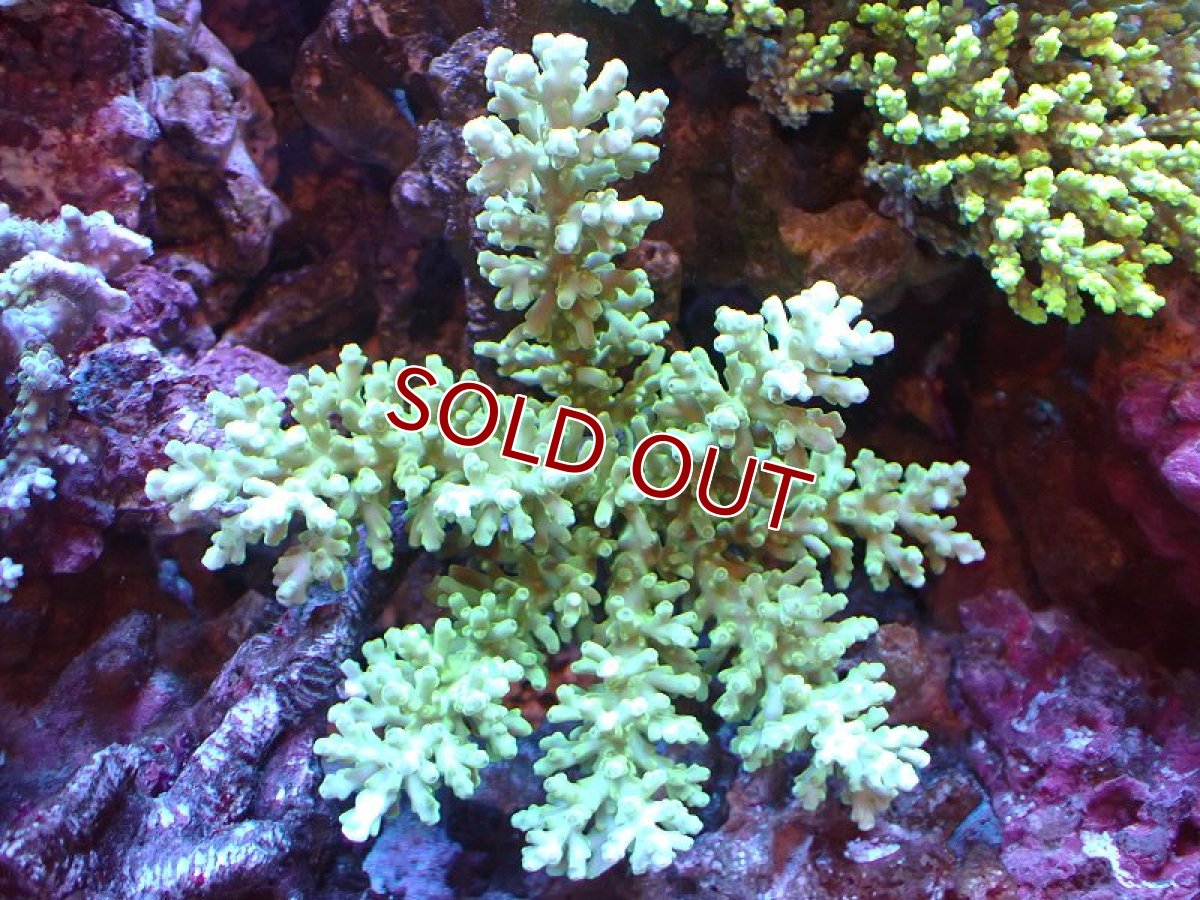 画像1: 【割引き対象外商品】 【サンゴ】【通販】【オーストラリア産】ミドリイシsp. (Ultra Grade) MLサイズ（個体販売）（±15ｘ15cm)No.17（生体）（サンゴ） (1)