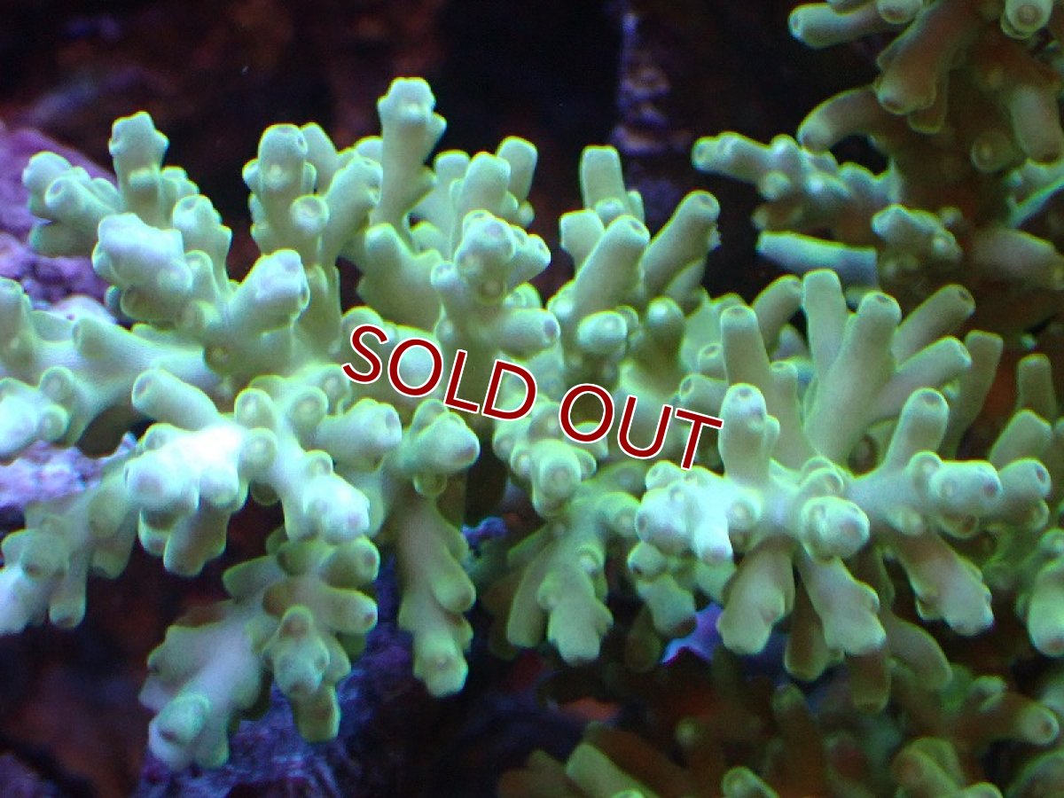 画像2: 【割引き対象外商品】 【サンゴ】【通販】【オーストラリア産】ミドリイシsp. (Ultra Grade) MLサイズ（個体販売）（±15ｘ15cm)No.17（生体）（サンゴ） (2)