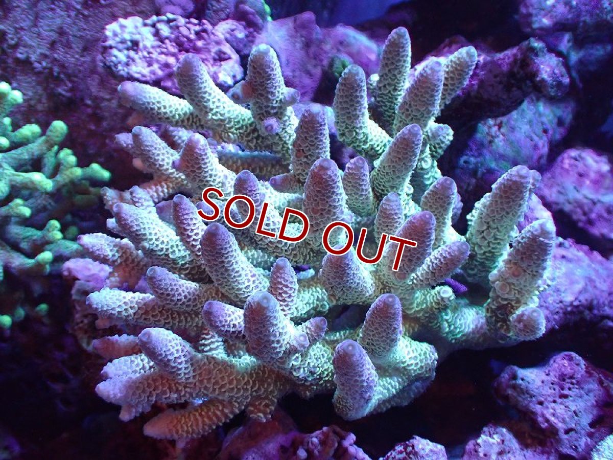 画像1: 【割引き対象外商品】 【サンゴ】【通販】【オーストラリア産】ミドリイシsp. （Spathulata) Lサイズ（個体販売）（±16ｘ15cm)No.18（生体）（サンゴ） (1)