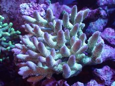 画像1: 【割引き対象外商品】 【サンゴ】【通販】【オーストラリア産】ミドリイシsp. （Spathulata) Lサイズ（個体販売）（±16ｘ15cm)No.18（生体）（サンゴ） (1)