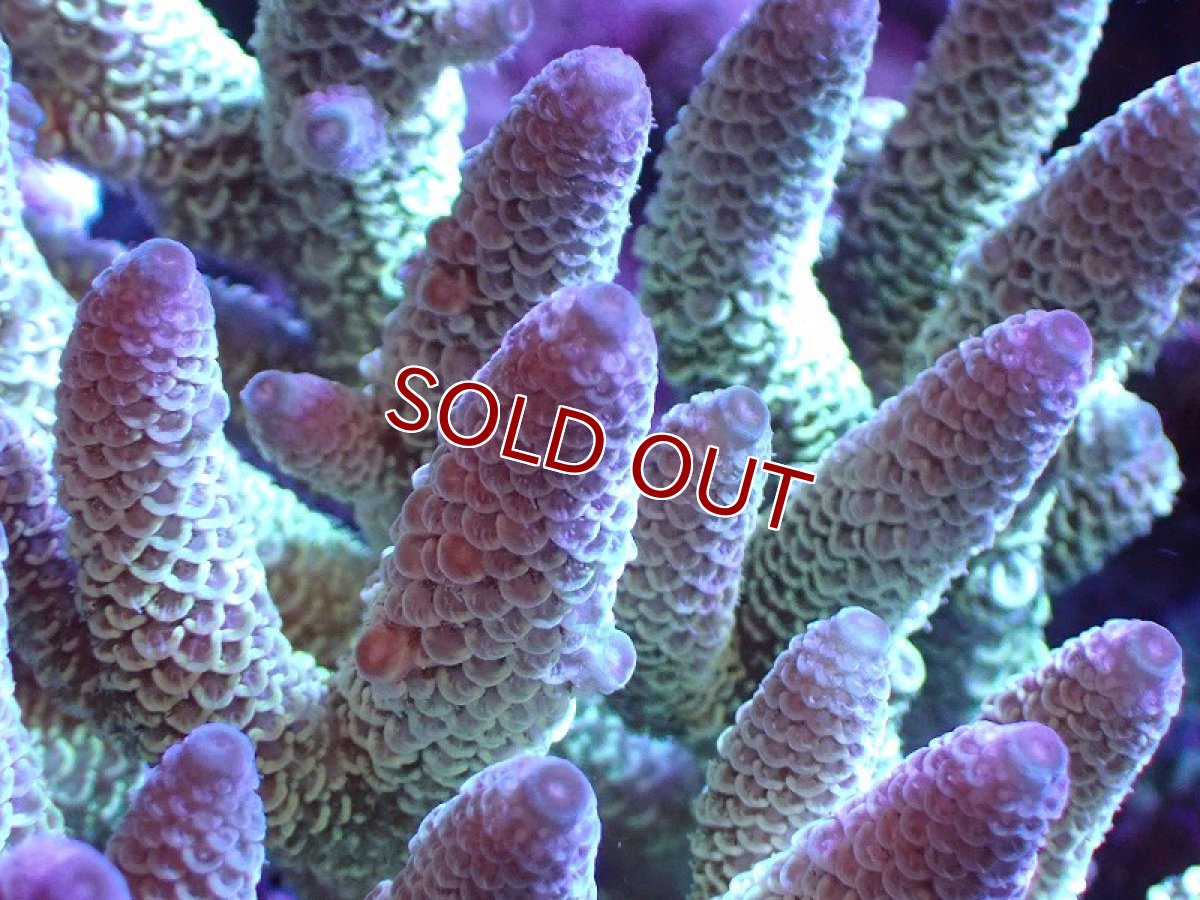 画像2: 【割引き対象外商品】 【サンゴ】【通販】【オーストラリア産】ミドリイシsp. （Spathulata) Lサイズ（個体販売）（±16ｘ15cm)No.18（生体）（サンゴ） (2)