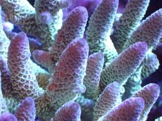 画像2: 【割引き対象外商品】 【サンゴ】【通販】【オーストラリア産】ミドリイシsp. （Spathulata) Lサイズ（個体販売）（±16ｘ15cm)No.18（生体）（サンゴ） (2)