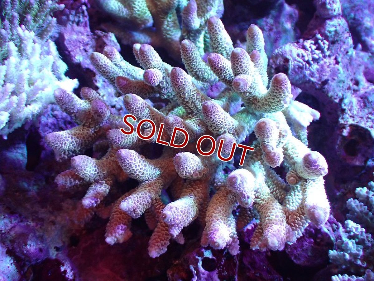 画像1: 【割引き対象外商品】 【サンゴ】【通販】【オーストラリア産】ミドリイシsp. （Spathulata) Lサイズ（個体販売）（±16ｘ15cm)No.19（生体）（サンゴ） (1)