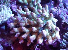 画像1: 【割引き対象外商品】 【サンゴ】【通販】【オーストラリア産】ミドリイシsp. （Spathulata) Lサイズ（個体販売）（±16ｘ15cm)No.19（生体）（サンゴ） (1)