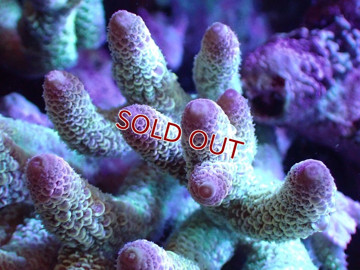 画像2: 【割引き対象外商品】 【サンゴ】【通販】【オーストラリア産】ミドリイシsp. （Spathulata) Lサイズ（個体販売）（±16ｘ15cm)No.19（生体）（サンゴ） (2)