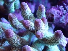 画像2: 【割引き対象外商品】 【サンゴ】【通販】【オーストラリア産】ミドリイシsp. （Spathulata) Lサイズ（個体販売）（±16ｘ15cm)No.19（生体）（サンゴ） (2)