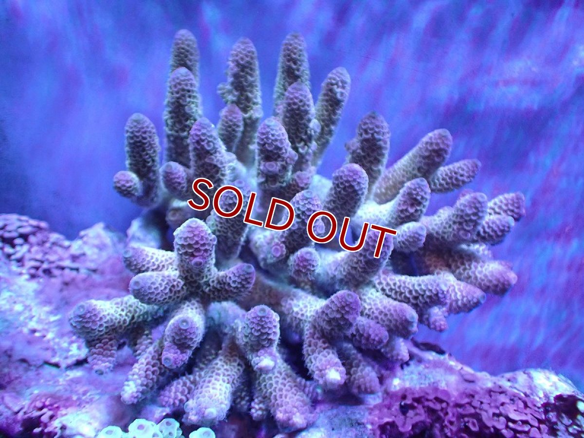 画像1: 【割引き対象外商品】 【サンゴ】【通販】【オーストラリア産】ミドリイシsp. （Spathulata) Lサイズ（個体販売）（±16ｘ15cm)No.20（生体）（サンゴ） (1)