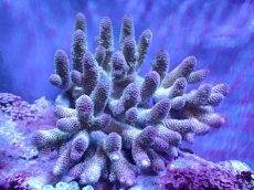 画像1: 【割引き対象外商品】 【サンゴ】【通販】【オーストラリア産】ミドリイシsp. （Spathulata) Lサイズ（個体販売）（±16ｘ15cm)No.20（生体）（サンゴ） (1)