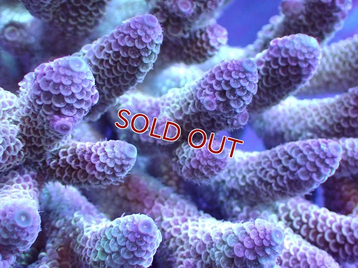 画像2: 【割引き対象外商品】 【サンゴ】【通販】【オーストラリア産】ミドリイシsp. （Spathulata) Lサイズ（個体販売）（±16ｘ15cm)No.20（生体）（サンゴ） (2)