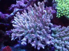 画像1: 【割引き対象外商品】 【サンゴ】【通販】【オーストラリア産】ミドリイシsp. （Confetti) Lサイズ（個体販売）（±15ｘ14cm)No.21（生体）（サンゴ） (1)