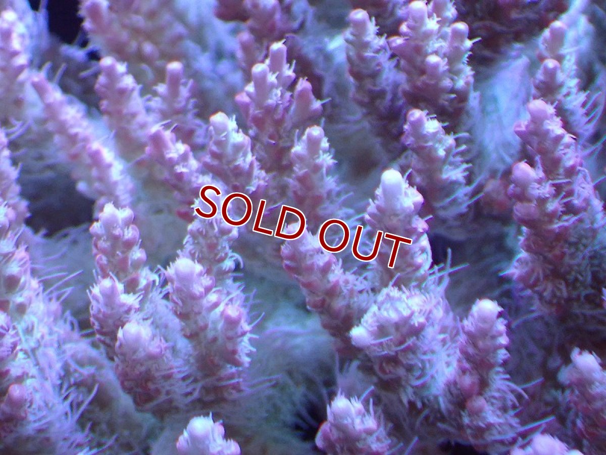 画像2: 【割引き対象外商品】 【サンゴ】【通販】【オーストラリア産】ミドリイシsp. （Confetti) Lサイズ（個体販売）（±15ｘ14cm)No.21（生体）（サンゴ） (2)