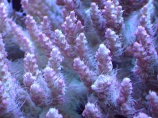 画像2: 【割引き対象外商品】 【サンゴ】【通販】【オーストラリア産】ミドリイシsp. （Confetti) Lサイズ（個体販売）（±15ｘ14cm)No.21（生体）（サンゴ） (2)