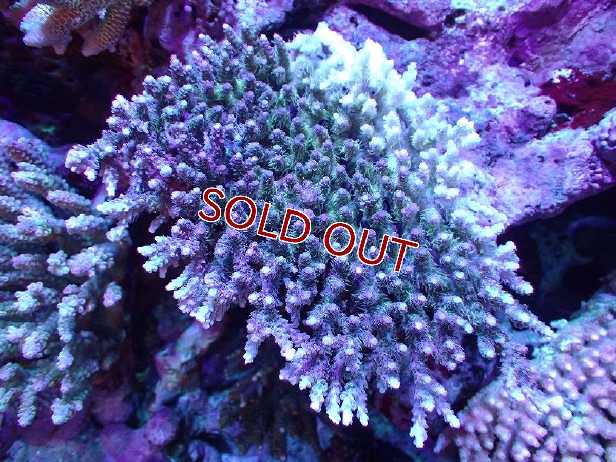 画像1: 【割引き対象外商品】 【サンゴ】【通販】【オーストラリア産】ミドリイシsp. (Ultra Grade) Lサイズ（個体販売）（±15ｘ15cm)No.22（生体）（サンゴ） (1)