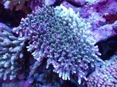 画像1: 【割引き対象外商品】 【サンゴ】【通販】【オーストラリア産】ミドリイシsp. (Ultra Grade) Lサイズ（個体販売）（±15ｘ15cm)No.22（生体）（サンゴ） (1)