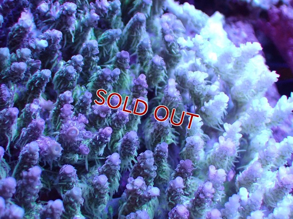 画像2: 【割引き対象外商品】 【サンゴ】【通販】【オーストラリア産】ミドリイシsp. (Ultra Grade) Lサイズ（個体販売）（±15ｘ15cm)No.22（生体）（サンゴ） (2)