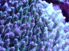 画像2: 【割引き対象外商品】 【サンゴ】【通販】【オーストラリア産】ミドリイシsp. (Ultra Grade) Lサイズ（個体販売）（±15ｘ15cm)No.22（生体）（サンゴ） (2)