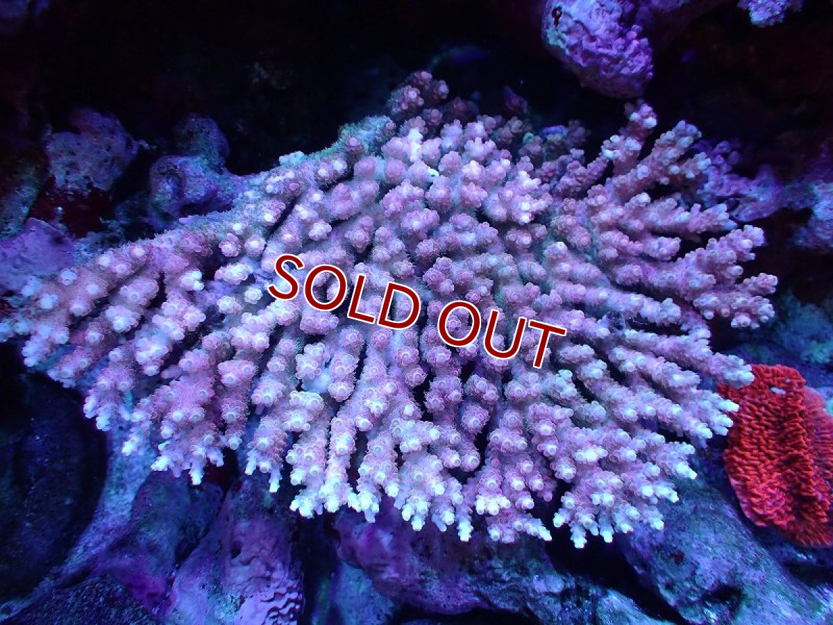 画像1: 【割引き対象外商品】 【サンゴ】【通販】【オーストラリア産】ミドリイシsp. (Ultra Grade) Lサイズ（個体販売）（±19ｘ15cm)No.23（生体）（サンゴ） (1)