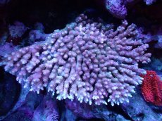 画像1: 【割引き対象外商品】 【サンゴ】【通販】【オーストラリア産】ミドリイシsp. (Ultra Grade) Lサイズ（個体販売）（±19ｘ15cm)No.23（生体）（サンゴ） (1)